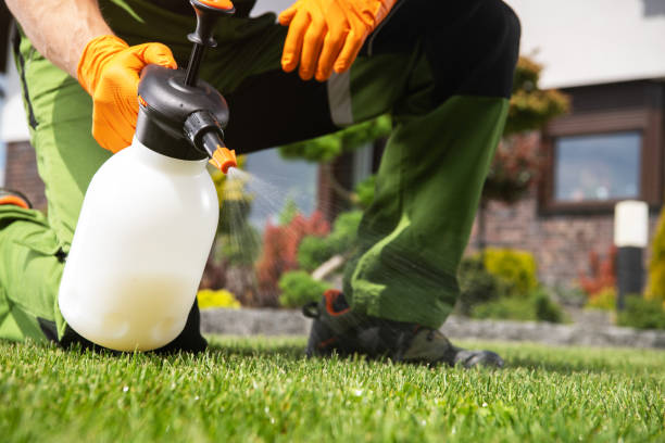 Best Termite Control Services  in South Alamo, TX