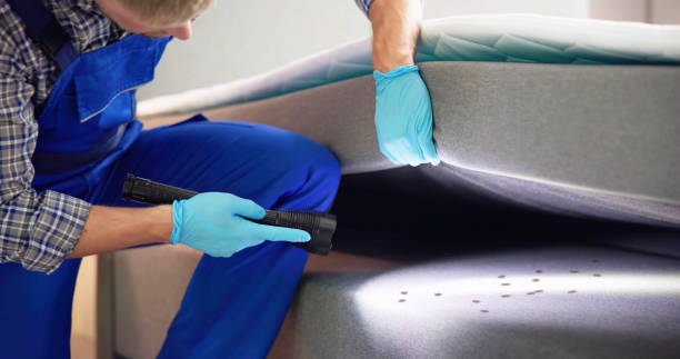 Reliable South Alamo, TX Pest Control Solutions
