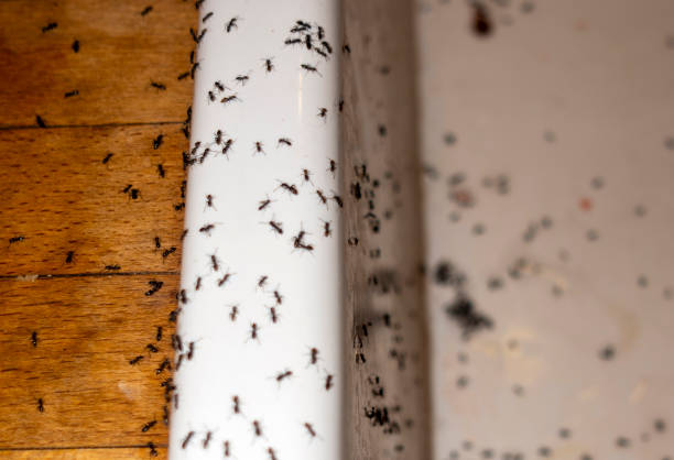Best Exterminator Services  in South Alamo, TX